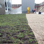 green roofing project